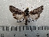  ( - CLV42268)  @11 [ ] CreativeCommons  Attribution Non-Commercial Share-Alike (2021) Carlos Lopez Vaamonde Institut National de la Recherche Agronomique, Zoologie Forestiere