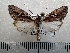  ( - CLV42269)  @11 [ ] CreativeCommons  Attribution Non-Commercial Share-Alike (2021) Carlos Lopez Vaamonde Institut National de la Recherche Agronomique, Zoologie Forestiere