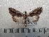  ( - CLV42270)  @11 [ ] CreativeCommons  Attribution Non-Commercial Share-Alike (2021) Carlos Lopez Vaamonde Institut National de la Recherche Agronomique, Zoologie Forestiere