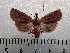 ( - CLV42279)  @13 [ ] CreativeCommons  Attribution Non-Commercial Share-Alike (2021) Carlos Lopez Vaamonde Institut National de la Recherche Agronomique, Zoologie Forestiere