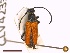  ( - CLV42330)  @11 [ ] CreativeCommons  Attribution Non-Commercial Share-Alike (2021) Carlos Lopez Vaamonde Institut National de la Recherche Agronomique, Zoologie Forestiere