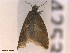 ( - CLV42532)  @11 [ ] CreativeCommons  Attribution Non-Commercial Share-Alike (2022) Carlos Lopez Vaamonde Institut National de la Recherche Agronomique, Zoologie Forestiere