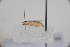  ( - CLV42677)  @11 [ ] CreativeCommons  Attribution Non-Commercial Share-Alike (2022) Carlos Lopez Vaamonde Institut National de la Recherche Agronomique, Zoologie Forestiere