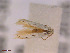  ( - CLV42704)  @11 [ ] CreativeCommons  Attribution Non-Commercial Share-Alike (2022) Carlos Lopez Vaamonde Institut National de la Recherche Agronomique, Zoologie Forestiere