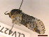  ( - CLV42721)  @11 [ ] CreativeCommons  Attribution Non-Commercial Share-Alike (2022) Carlos Lopez Vaamonde Institut National de la Recherche Agronomique, Zoologie Forestiere