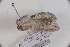  ( - CLV42745)  @11 [ ] CreativeCommons  Attribution Non-Commercial Share-Alike (2022) Carlos Lopez Vaamonde Institut National de la Recherche Agronomique, Zoologie Forestiere