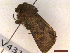  ( - CLV43119)  @11 [ ] CreativeCommons  Attribution Non-Commercial Share-Alike (2022) Carlos Lopez Vaamonde Institut National de la Recherche Agronomique, Zoologie Forestiere