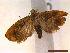  ( - CLV43131)  @11 [ ] CreativeCommons  Attribution Non-Commercial Share-Alike (2022) Carlos Lopez Vaamonde Institut National de la Recherche Agronomique, Zoologie Forestiere