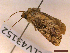  ( - CLV43152)  @11 [ ] CreativeCommons  Attribution Non-Commercial Share-Alike (2022) Carlos Lopez Vaamonde Institut National de la Recherche Agronomique, Zoologie Forestiere