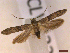  ( - CLV43207)  @11 [ ] CreativeCommons  Attribution Non-Commercial Share-Alike (2022) Carlos Lopez Vaamonde Institut National de la Recherche Agronomique, Zoologie Forestiere