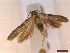  ( - CLV43209)  @11 [ ] CreativeCommons  Attribution Non-Commercial Share-Alike (2022) Carlos Lopez Vaamonde Institut National de la Recherche Agronomique, Zoologie Forestiere