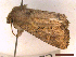  ( - CLV43283)  @11 [ ] CreativeCommons  Attribution Non-Commercial Share-Alike (2022) Carlos Lopez Vaamonde Institut National de la Recherche Agronomique, Zoologie Forestiere