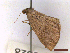  (Pachycnemia tibiaria tibiaria - CLV43328)  @11 [ ] CreativeCommons  Attribution Non-Commercial Share-Alike (2022) Carlos Lopez Vaamonde Institut National de la Recherche Agronomique, Zoologie Forestiere