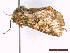  ( - CLV43744)  @11 [ ] CreativeCommons  Attribution Non-Commercial Share-Alike (2022) Carlos Lopez Vaamonde Institut National de la Recherche Agronomique, Zoologie Forestiere