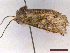  ( - CLV43761)  @11 [ ] CreativeCommons  Attribution Non-Commercial Share-Alike (2022) Carlos Lopez Vaamonde Institut National de la Recherche Agronomique, Zoologie Forestiere