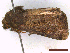  ( - CLV43796)  @11 [ ] CreativeCommons  Attribution Non-Commercial Share-Alike (2022) Carlos Lopez Vaamonde Institut National de la Recherche Agronomique, Zoologie Forestiere