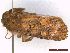  ( - CLV43872)  @11 [ ] CreativeCommons  Attribution Non-Commercial Share-Alike (2022) Carlos Lopez Vaamonde Institut National de la Recherche Agronomique, Zoologie Forestiere