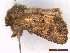  ( - CLV43906)  @11 [ ] CreativeCommons  Attribution Non-Commercial Share-Alike (2022) Carlos Lopez Vaamonde Institut National de la Recherche Agronomique, Zoologie Forestiere