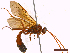  ( - CLV44069)  @11 [ ] CreativeCommons  Attribution Non-Commercial Share-Alike (2022) Carlos Lopez Vaamonde Institut National de la Recherche Agronomique, Zoologie Forestiere