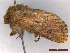  ( - CLV44105)  @11 [ ] CreativeCommons  Attribution Non-Commercial Share-Alike (2022) Carlos Lopez Vaamonde Institut National de la Recherche Agronomique, Zoologie Forestiere