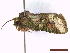  ( - CLV44174)  @11 [ ] CreativeCommons  Attribution Non-Commercial Share-Alike (2022) Carlos Lopez Vaamonde Institut National de la Recherche Agronomique, Zoologie Forestiere