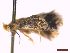  ( - CLV44219)  @11 [ ] CreativeCommons  Attribution Non-Commercial Share-Alike (2022) Carlos Lopez Vaamonde Institut National de la Recherche Agronomique, Zoologie Forestiere