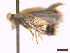  ( - CLV44230)  @11 [ ] CreativeCommons  Attribution Non-Commercial Share-Alike (2022) Carlos Lopez Vaamonde Institut National de la Recherche Agronomique, Zoologie Forestiere