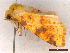  ( - CLV44537)  @11 [ ] CreativeCommons  Attribution Non-Commercial Share-Alike (2056) Carlos Lopez Vaamonde Institut National de la Recherche Agronomique, Zoologie Forestiere