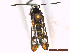  ( - CLV44541)  @11 [ ] CreativeCommons  Attribution Non-Commercial Share-Alike (2060) Carlos Lopez Vaamonde Institut National de la Recherche Agronomique, Zoologie Forestiere