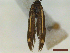 (Scythris staudingeri - CLV44549)  @11 [ ] CreativeCommons  Attribution Non-Commercial Share-Alike (2023) Carlos Lopez Vaamonde Institut National de la Recherche Agronomique, Zoologie Forestiere