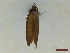  ( - CLV44550)  @11 [ ] CreativeCommons  Attribution Non-Commercial Share-Alike (2023) Carlos Lopez Vaamonde Institut National de la Recherche Agronomique, Zoologie Forestiere