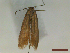  ( - CLV44553)  @11 [ ] CreativeCommons  Attribution Non-Commercial Share-Alike (2023) Carlos Lopez Vaamonde Institut National de la Recherche Agronomique, Zoologie Forestiere