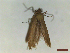  ( - CLV44554)  @11 [ ] CreativeCommons  Attribution Non-Commercial Share-Alike (2023) Carlos Lopez Vaamonde Institut National de la Recherche Agronomique, Zoologie Forestiere