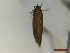  ( - CLV44557)  @11 [ ] CreativeCommons  Attribution Non-Commercial Share-Alike (2023) Carlos Lopez Vaamonde Institut National de la Recherche Agronomique, Zoologie Forestiere