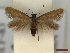  ( - CLV44560)  @11 [ ] CreativeCommons  Attribution Non-Commercial Share-Alike (2023) Carlos Lopez Vaamonde Institut National de la Recherche Agronomique, Zoologie Forestiere
