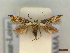  ( - CLV44562)  @11 [ ] CreativeCommons  Attribution Non-Commercial Share-Alike (2023) Carlos Lopez Vaamonde Institut National de la Recherche Agronomique, Zoologie Forestiere