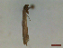  ( - CLV44563)  @11 [ ] CreativeCommons  Attribution Non-Commercial Share-Alike (2023) Carlos Lopez Vaamonde Institut National de la Recherche Agronomique, Zoologie Forestiere
