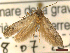  ( - CLV44586)  @11 [ ] CreativeCommons  Attribution Non-Commercial Share-Alike (2023) Carlos Lopez Vaamonde Institut National de la Recherche Agronomique, Zoologie Forestiere