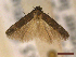  ( - CLV44593)  @11 [ ] CreativeCommons  Attribution Non-Commercial Share-Alike (2023) Carlos Lopez Vaamonde Institut National de la Recherche Agronomique, Zoologie Forestiere