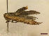  ( - CLV44606)  @11 [ ] CreativeCommons  Attribution Non-Commercial Share-Alike (2023) Carlos Lopez Vaamonde Institut National de la Recherche Agronomique, Zoologie Forestiere