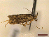  ( - CLV44628)  @11 [ ] CreativeCommons  Attribution Non-Commercial Share-Alike (2023) Carlos Lopez Vaamonde Institut National de la Recherche Agronomique, Zoologie Forestiere