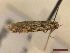  ( - CLV44629)  @11 [ ] CreativeCommons  Attribution Non-Commercial Share-Alike (2023) Carlos Lopez Vaamonde Institut National de la Recherche Agronomique, Zoologie Forestiere