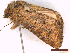  ( - CLV44779)  @11 [ ] CreativeCommons  Attribution Non-Commercial Share-Alike (2022) Carlos Lopez Vaamonde Institut National de la Recherche Agronomique, Zoologie Forestiere