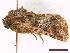  ( - CLV44825)  @11 [ ] CreativeCommons  Attribution Non-Commercial Share-Alike (2022) Carlos Lopez Vaamonde Institut National de la Recherche Agronomique, Zoologie Forestiere