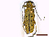  ( - CLV44897)  @11 [ ] CreativeCommons  Attribution Non-Commercial Share-Alike (2022) Carlos Lopez Vaamonde Institut National de la Recherche Agronomique, Zoologie Forestiere