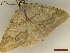  ( - CLV45046)  @11 [ ] CreativeCommons  Attribution Non-Commercial Share-Alike (2023) Carlos Lopez Vaamonde Institut National de la Recherche Agronomique, Zoologie Forestiere