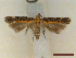  ( - CLV45060)  @11 [ ] CreativeCommons  Attribution Non-Commercial Share-Alike (2023) Carlos Lopez Vaamonde Institut National de la Recherche Agronomique, Zoologie Forestiere
