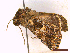  ( - CLV45097)  @11 [ ] CreativeCommons  Attribution Non-Commercial Share-Alike (2022) Carlos Lopez Vaamonde Institut National de la Recherche Agronomique, Zoologie Forestiere