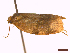  ( - CLV45120)  @11 [ ] CreativeCommons  Attribution Non-Commercial Share-Alike (2022) Carlos Lopez Vaamonde Institut National de la Recherche Agronomique, Zoologie Forestiere