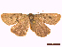  ( - CLV45159)  @11 [ ] CreativeCommons  Attribution Non-Commercial Share-Alike (2022) Carlos Lopez Vaamonde Institut National de la Recherche Agronomique, Zoologie Forestiere